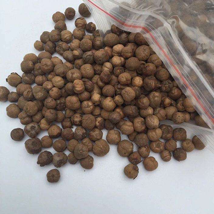 Tectona grandis Seeds ,Teak Tree Seeds ( Pre - Drilled )