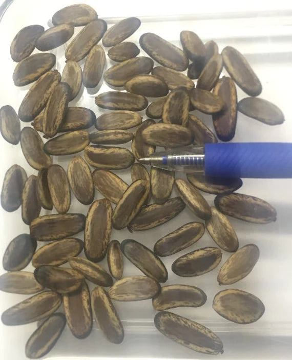 Albizia falcataria ( Pre - Driled ) Seeds For Jewelry