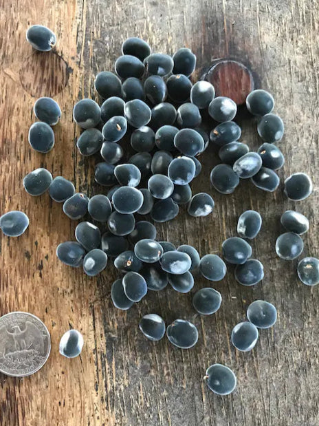Drilled Majidea zanguebarica ,Black Pearl Seeds, Mgambo Seeds ( With Holes )