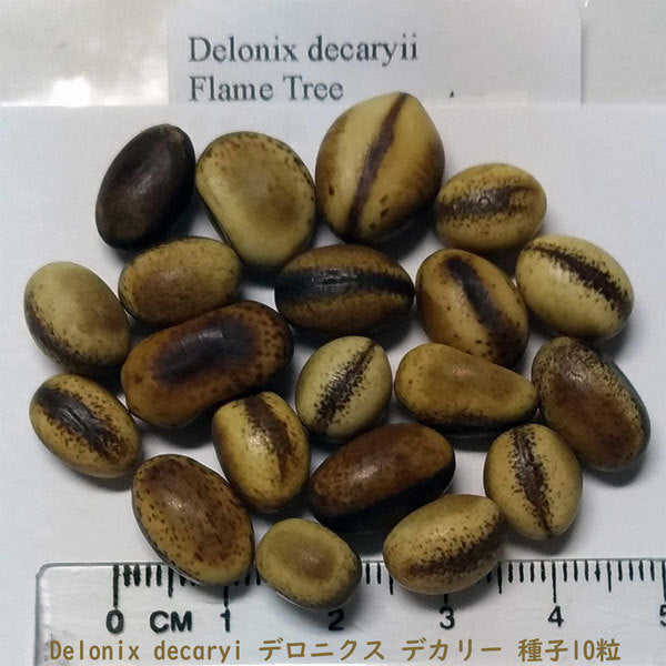Delonix decaryi Drilled  Seeds , For Jewelry  And Crafts