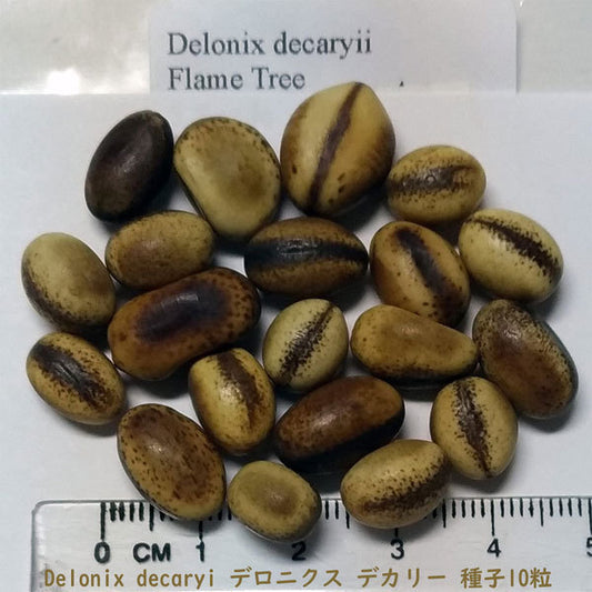 Delonix decaryi Drilled  Seeds , For Jewelry  And Crafts