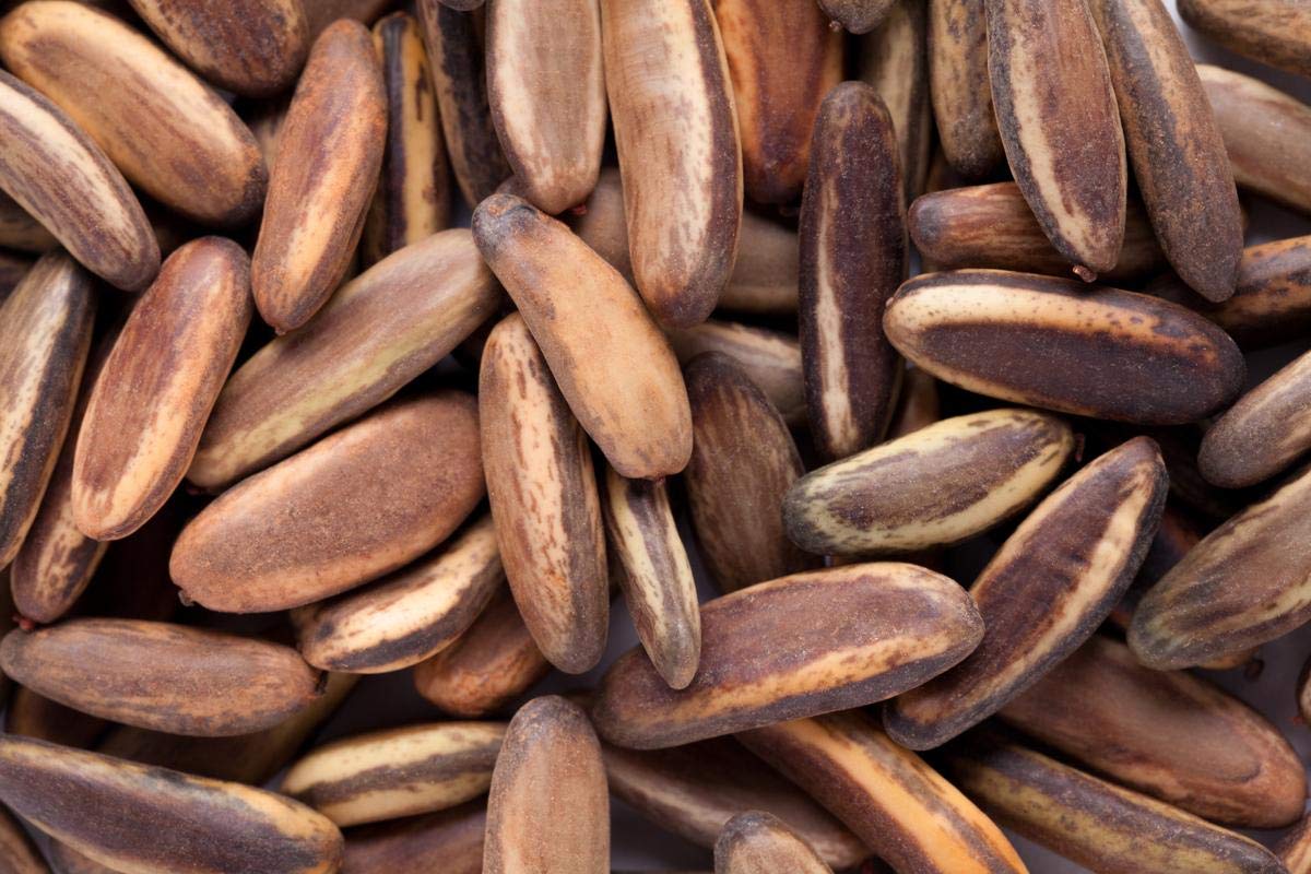 Drilled Delonix regia Seeds  ( With Holes )