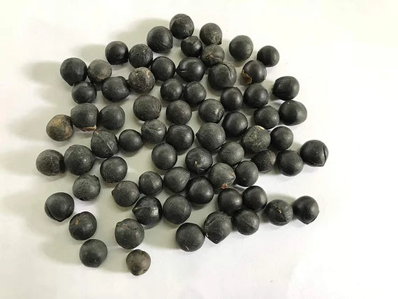 Sapindus mukorossi Seeds, Soapberry  seeds .  ( With Holes )