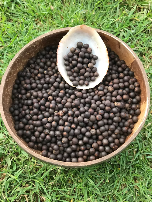 200 Ali’ipoe - Seeds for ‘Uli’uli , Canna Lily Seeds ( Clean Seeds)