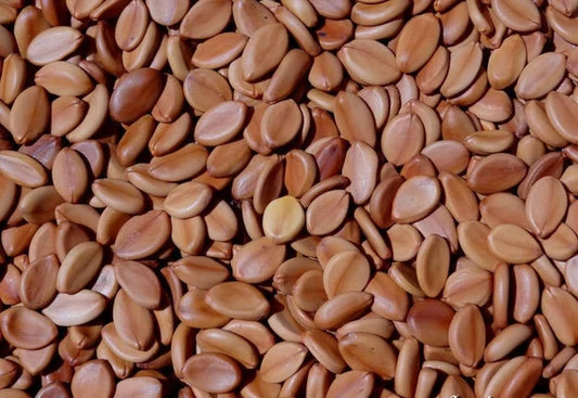 Cassia grandis Seeds, Coral Shower Tree, Cleaned  and  With Holes