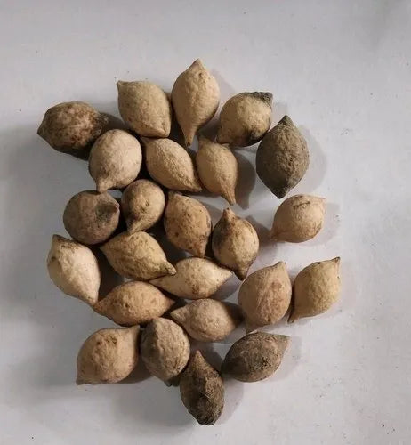 Drilled Putranjiva roxburghii Seeds,  ( With Holes )