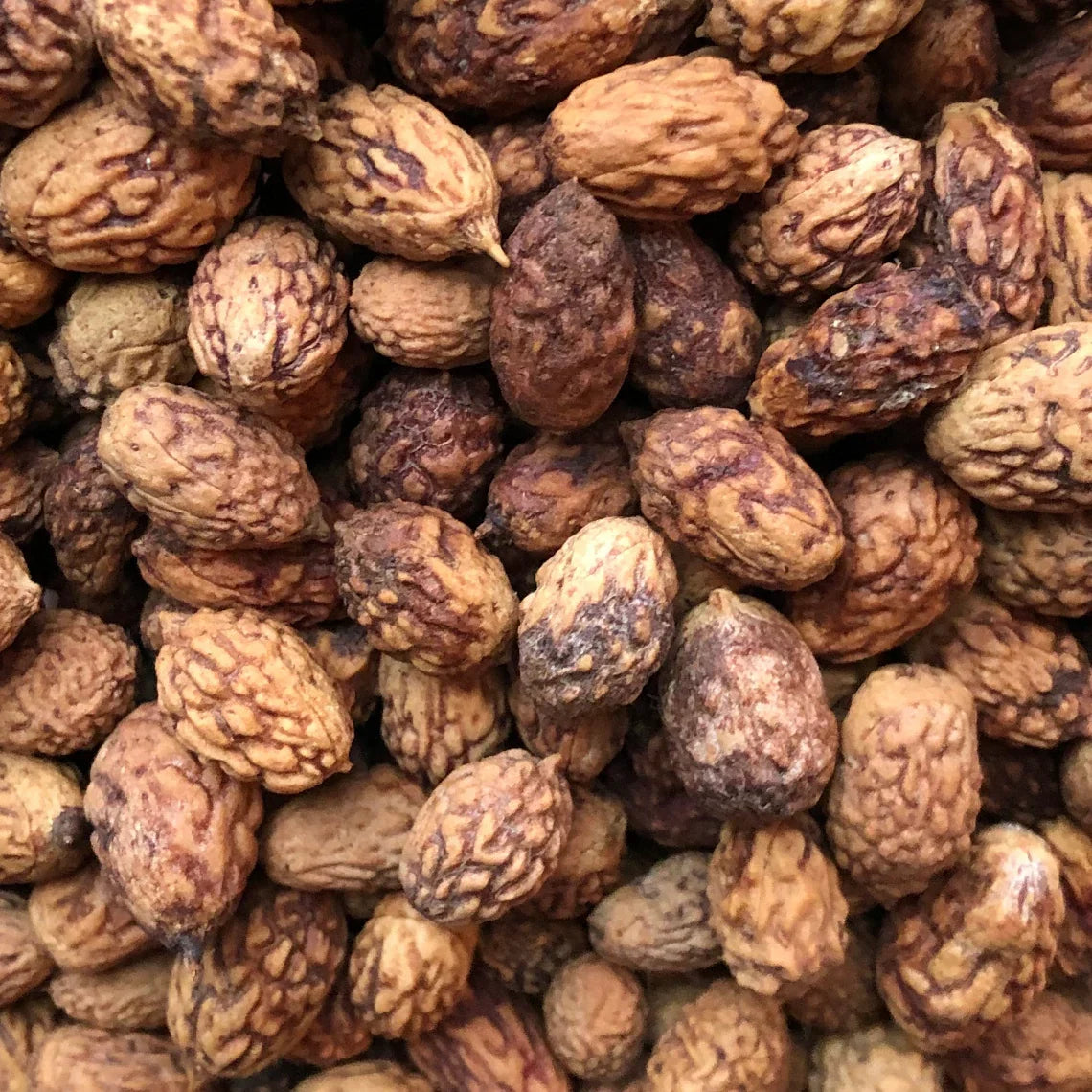 Ziziphus mauritiana seeds for Jewellery  ( With Holes  ) Cleaned  Seeds